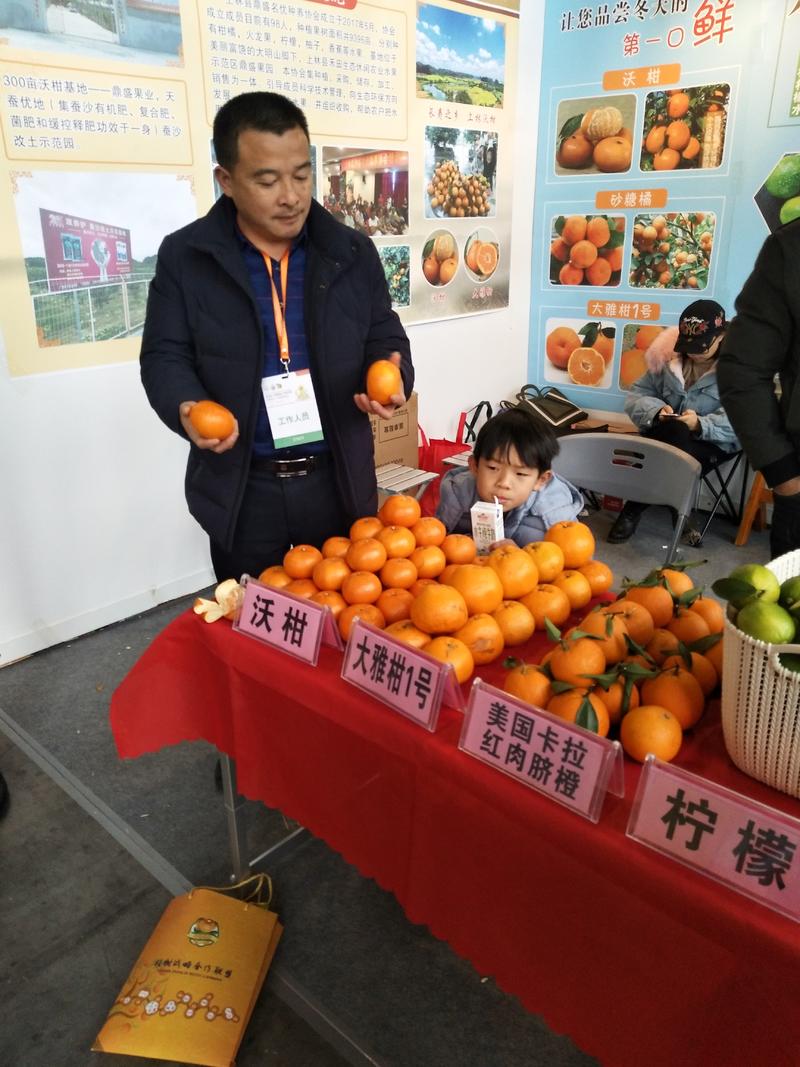 沃柑苗—湖南衡阳基地直供晚熟柑橘果树苗，量大优惠。