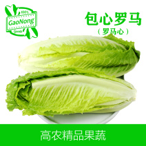 【高农果蔬】包心罗马沙拉菜罗马心新鲜蔬菜产地直销
