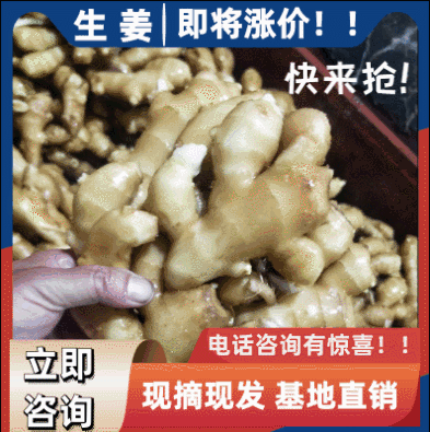 生姜☞姜块厚重☞色泽鲜黄☞山东优质窖藏生姜产地供货