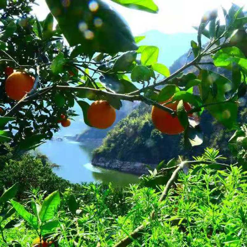 湖北秭归脐橙子纽荷尔新鲜当季水果皮薄多汁高山新鲜甜橙