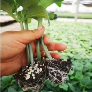 黄瓜苗早春耐寒品种嫁接黄瓜苗育苗代育绿瓤黄瓜苗批发