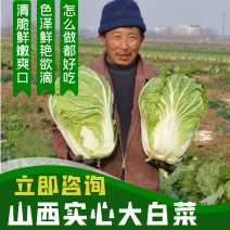 山西精品黄心白菜，产地发货欢迎咨询货源充足！