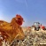 江苏淮安散养草鸡，无饲料喂养，虫草饲养，肉质口感好