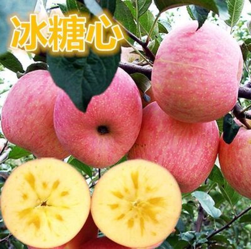 冰糖心苹果苗嫁接苗南北方种植包成活全国包邮