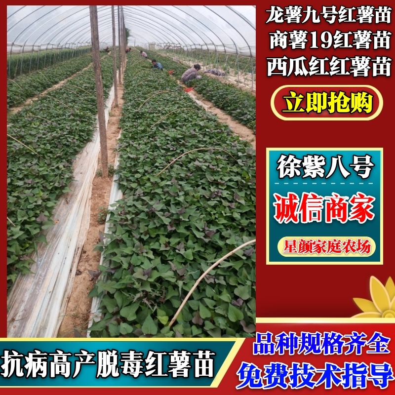 脱毒红薯苗20CM一25CM成活率高免费指导种植