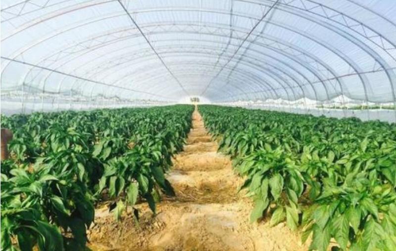 薄皮椒苗芜湖椒苗苏椒苗泡椒苗育苗厂批发辣椒苗品种
