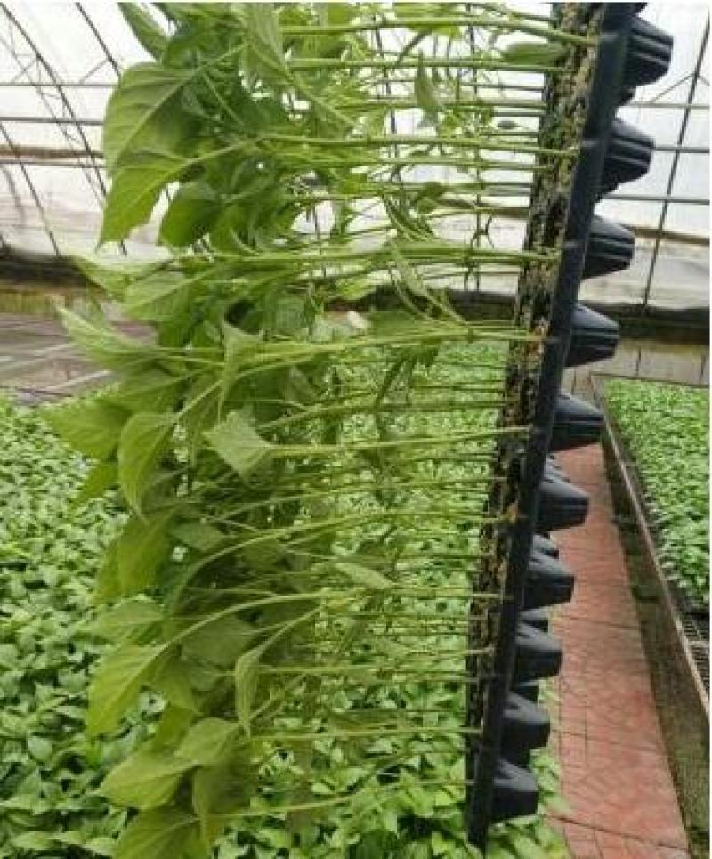 薄皮椒苗芜湖椒苗苏椒苗泡椒苗育苗厂批发辣椒苗品种