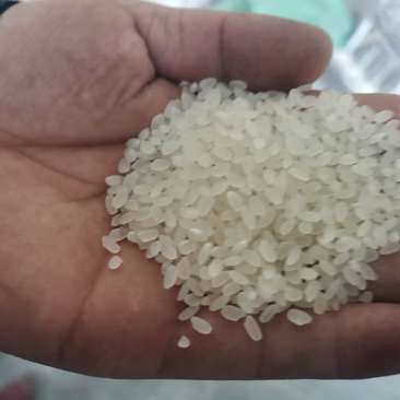精品2020年当季新米，现加工新鲜大米工厂直销