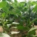 圆椒苗甜椒苗品种红黄彩椒苗批发代育方椒种苗价格