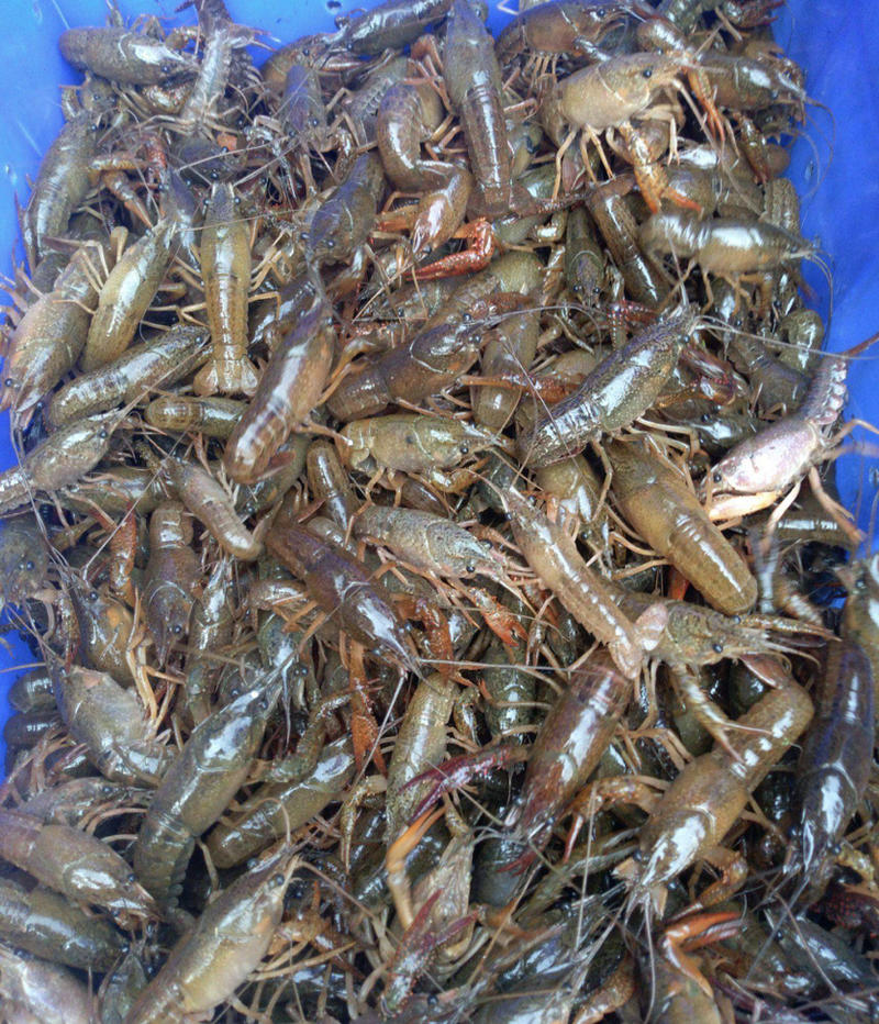 【优质】小龙虾种苗大量供应，产地直销，可提供技术指导