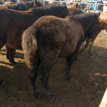 西北优质驴苗养殖基地直发包运输疫苗齐全