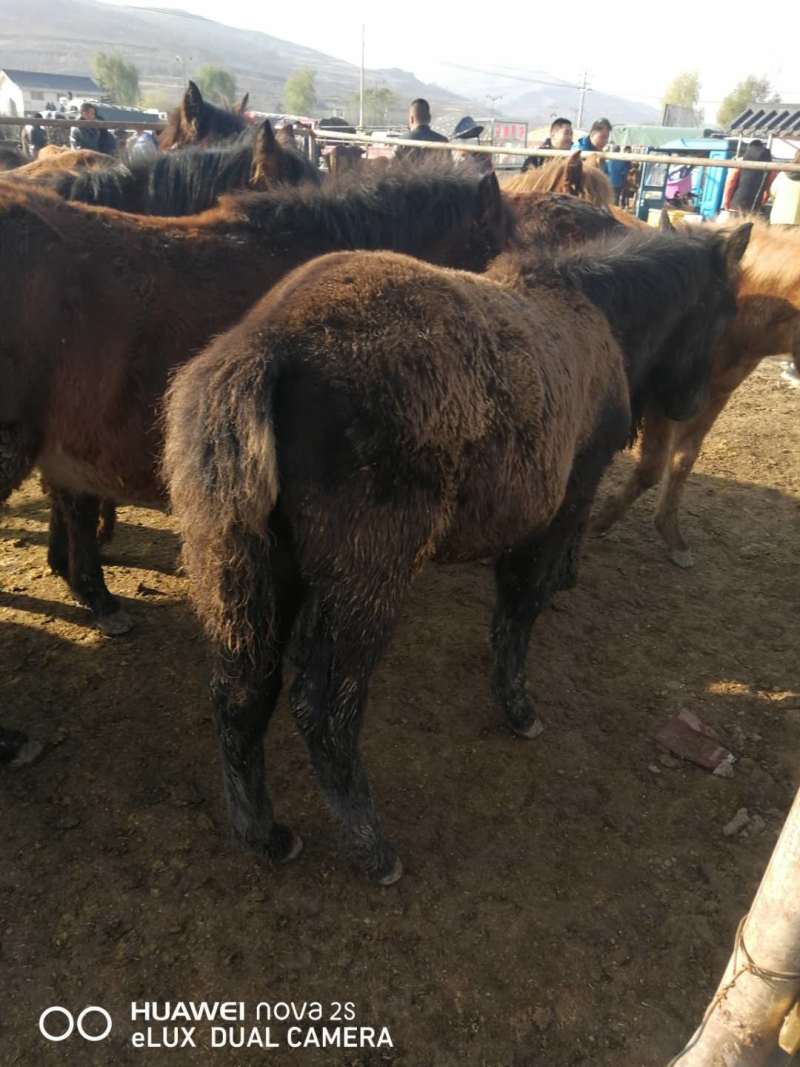 西北优质驴苗养殖基地直发包运输疫苗齐全