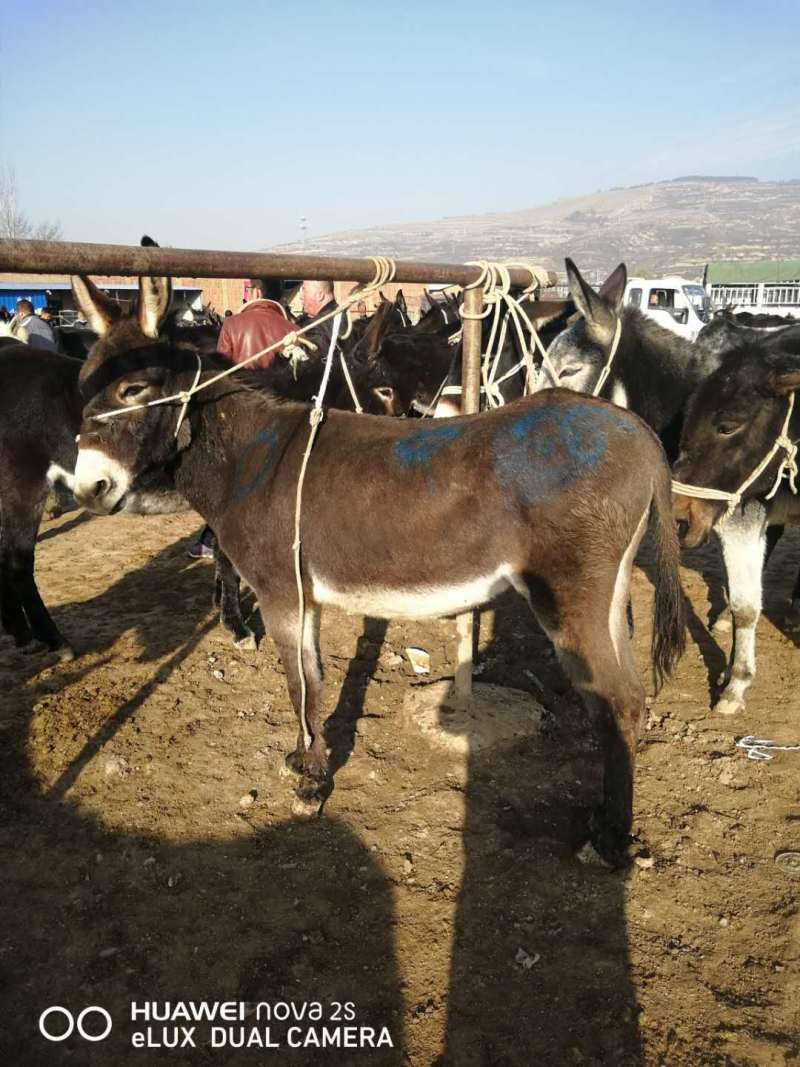 西北优质驴苗养殖基地直发包运输疫苗齐全