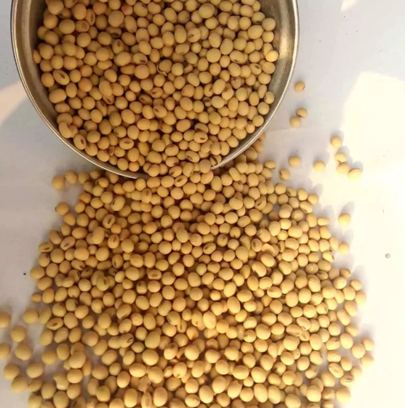 黑龙江塔选高蛋白大豆农家自种大豆生豆芽打豆浆