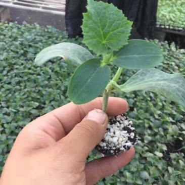 水果小黄瓜苗荷兰进口黄瓜种苗批发全雌小黄瓜苗品种
