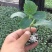 水果小黄瓜苗荷兰进口黄瓜种苗批发全雌小黄瓜苗品种