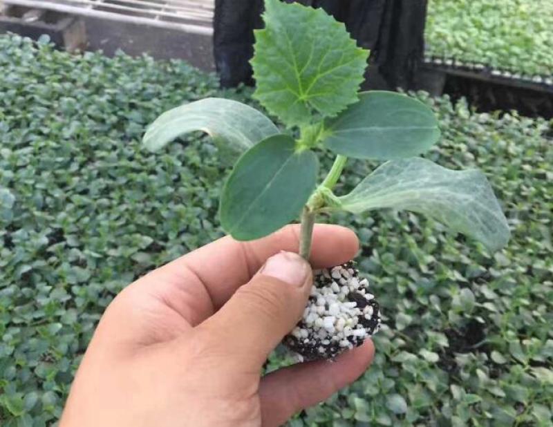 水果小黄瓜苗荷兰进口黄瓜种苗批发全雌小黄瓜苗品种