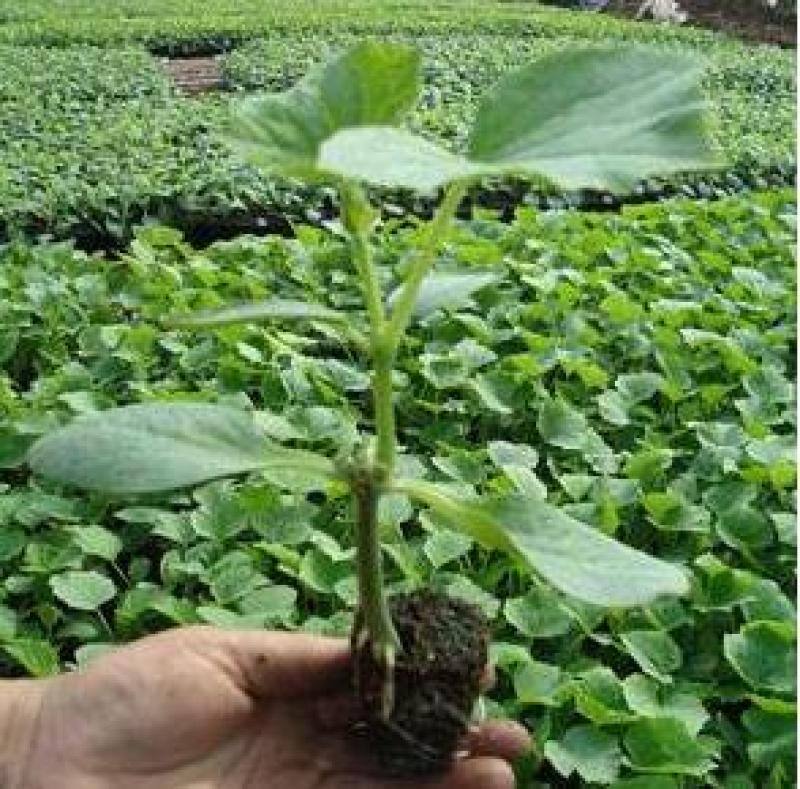 水果小黄瓜苗荷兰进口黄瓜种苗批发全雌小黄瓜苗品种