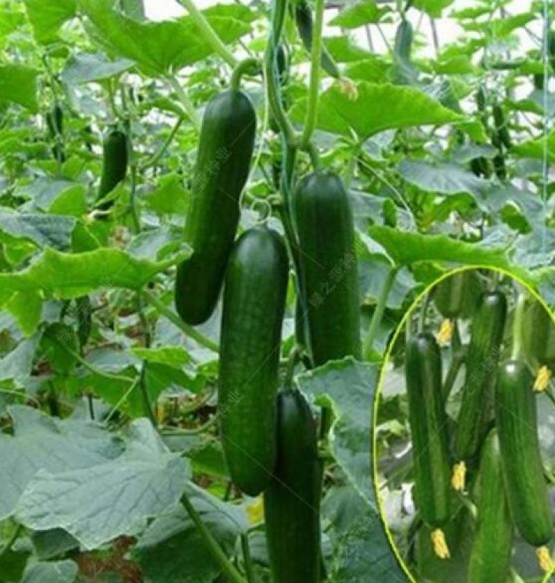 水果小黄瓜苗荷兰进口黄瓜种苗批发全雌小黄瓜苗品种