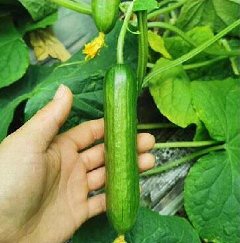 水果小黄瓜苗荷兰进口黄瓜种苗批发全雌小黄瓜苗品种