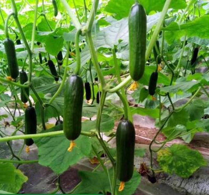 水果小黄瓜苗荷兰进口黄瓜种苗批发全雌小黄瓜苗品种