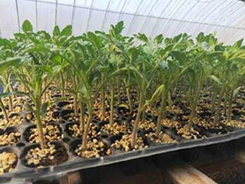 水果小西红柿苗千禧贝贝小番茄苗出售樱桃小番茄苗价格