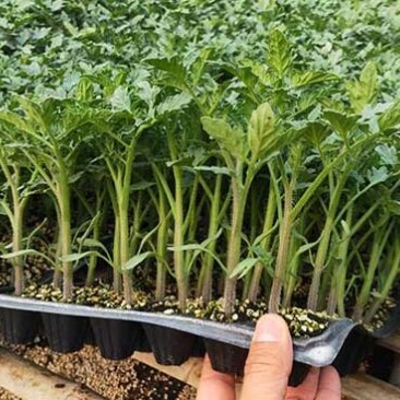 水果小西红柿苗千禧贝贝小番茄苗出售樱桃小番茄苗价格