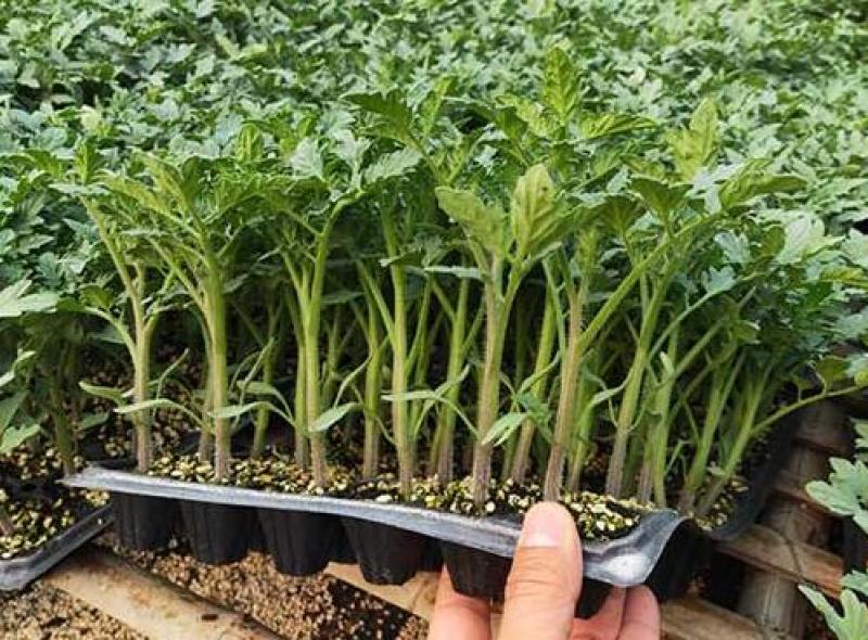 水果小西红柿苗千禧贝贝小番茄苗出售樱桃小番茄苗价格