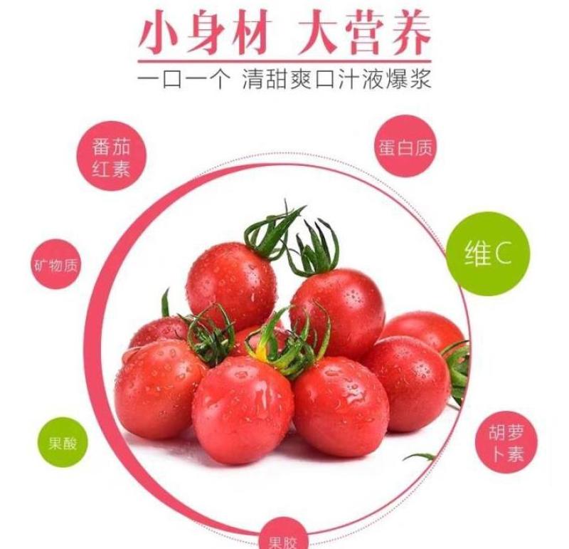 水果小西红柿苗千禧贝贝小番茄苗出售樱桃小番茄苗价格