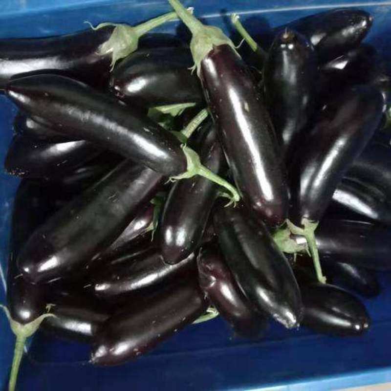 【热卖】辽宁紫长茄新鲜黑茄子条形正产地直发全国