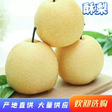 陕西渭南大荔酥梨纸袋200~250g，大量现货供应