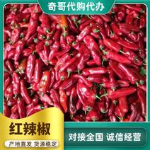 安徽和县红辣椒，产地直供，大棚种植，色红艳亮，诚信代办