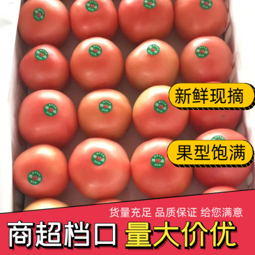 【实力供货】河北饶阳西红柿,硬粉西红柿全国各地连锁超市专供
