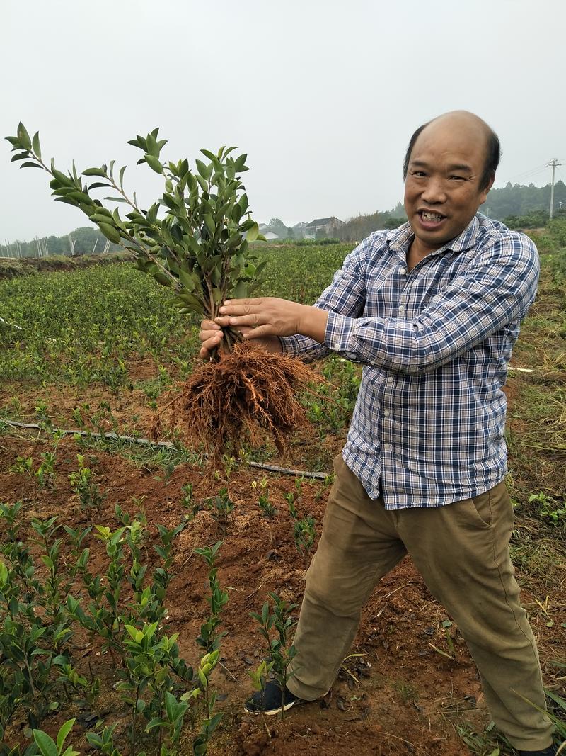 油茶苗，限量供应多年生湘林系列裸根良种苗，手续齐全