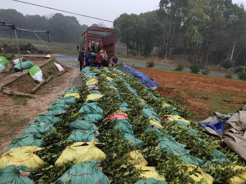营养杯油茶苗，限量供应三年生湘林系嫁接良种苗，手续齐全