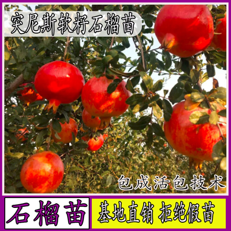 【优质苗】突尼斯软籽石榴树苗包成活包技术批发量大从优