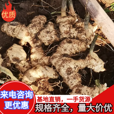 【多花姜型黄精】基地直销，量大价优，欢迎来电咨询