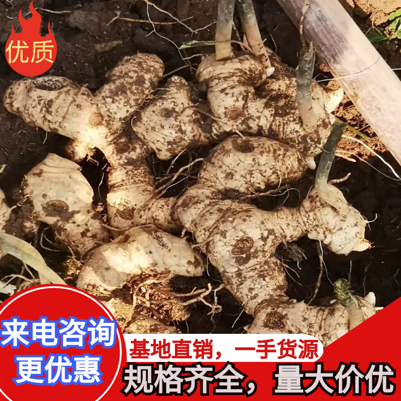 【多花姜型黄精】基地直销，量大价优，欢迎来电咨询
