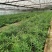 【多花姜型黄精】基地直销，量大价优，欢迎来电咨询