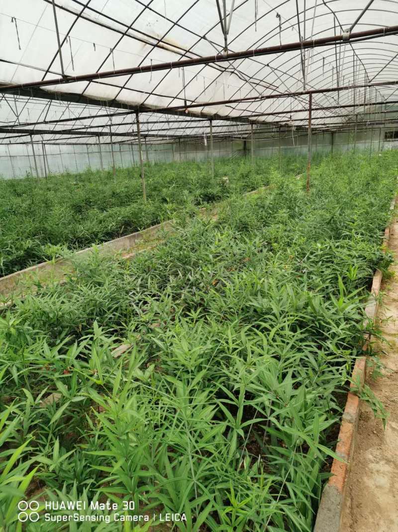 【多花姜型黄精】基地直销，量大价优，欢迎来电咨询