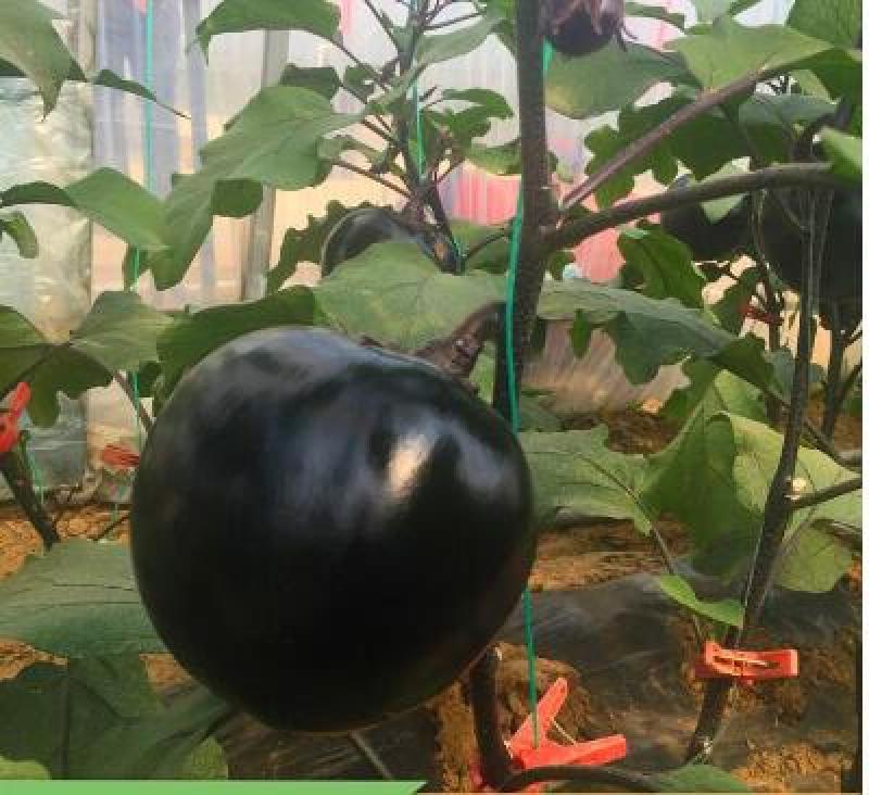 圆茄苗快圆/黑宝茄子苗大红袍茄子苗品种