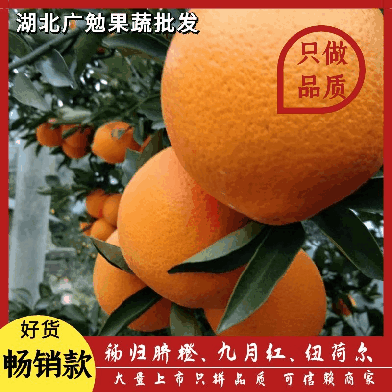 【火爆】湖北橙子纽荷尔，个大皮薄，口感好，质量保证。