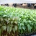 彩椒苗红黄彩椒苗耐寒早春种植彩椒苗品种代育