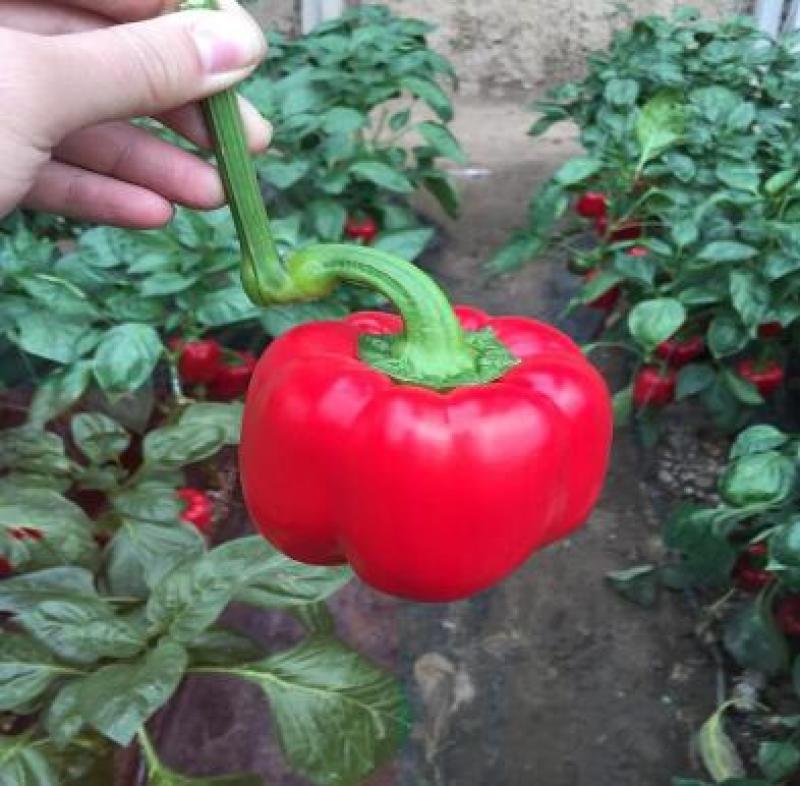 彩椒苗红黄彩椒苗耐寒早春种植彩椒苗品种代育