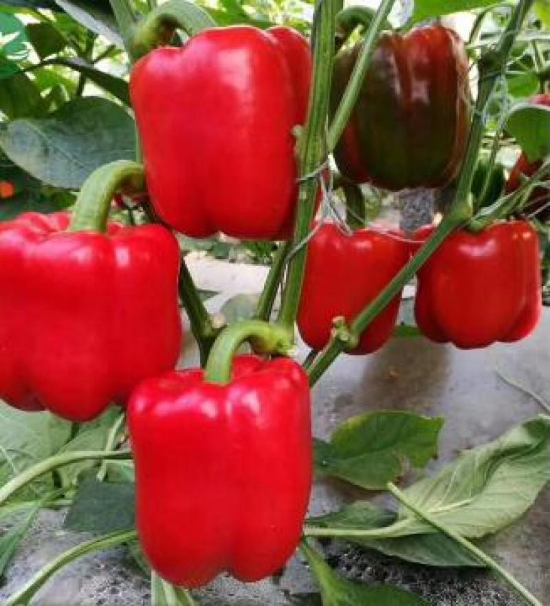 彩椒苗红黄彩椒苗耐寒早春种植彩椒苗品种代育
