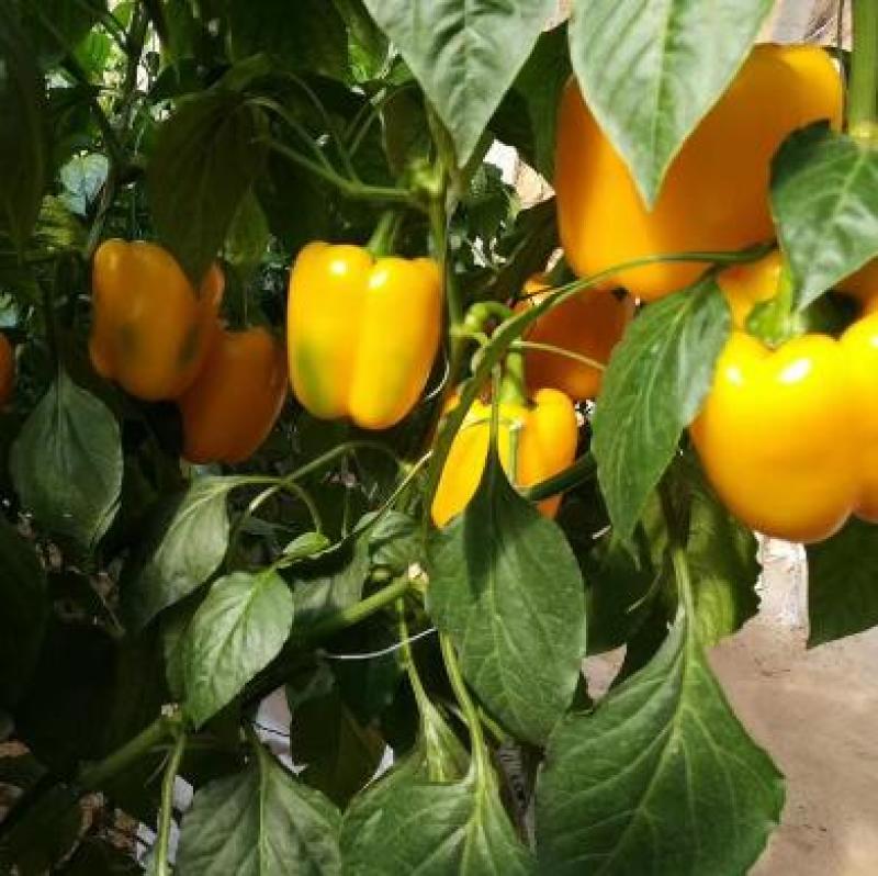 彩椒苗红黄彩椒苗耐寒早春种植彩椒苗品种代育