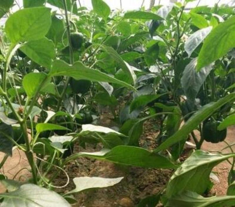 彩椒苗红黄彩椒苗耐寒早春种植彩椒苗品种代育