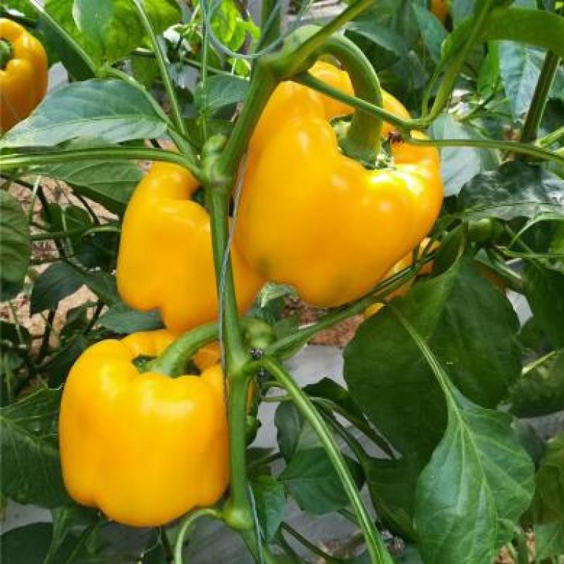 彩椒苗红黄彩椒苗耐寒早春种植彩椒苗品种代育