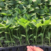 彩椒苗红黄彩椒苗耐寒早春种植彩椒苗品种代育