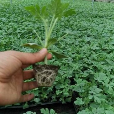 麒麟西瓜苗麒麟8424西瓜苗培育基地麒麟西瓜苗价格